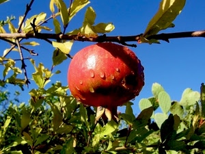 foglie, melograno, ramo, rosso, gocce, frutto, verde, mela, albero