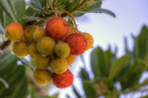 giallo, foglie, frutta, frutti, rosso, corbezzoli, verde, grappolo, arancione, ramo, colori, macro