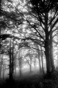 alberi, bosco, nebbia, bianconero, rami, foglie, luce, foschia
