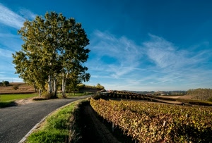 strada, alberi, cielo, nuvole, vigna, campo, campagna, panorama, vigneti, paesaggio
