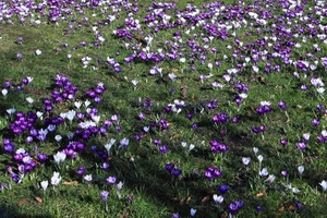 fiori, prato, viola, verde, bianco, erba, crocus, primavera