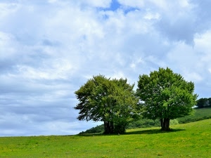 nuvole, alberi, cielo, verde, prato, due, campo