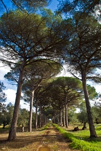 alberi, verde, pini, viale, strada, sentiero, campagna, prato, rami, tronchi
