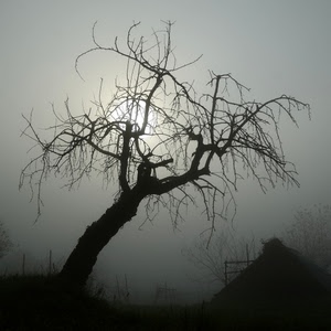 albero, rami, nebbia, controluce, sole, bianconero, inverno, grigio, foschia