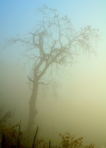 albero, nebbia, rami, foglie, autunno, uccelli, cielo, foschia