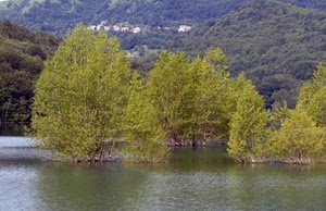 acqua, lago, alberi, verde, montagna, case