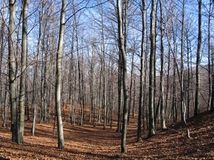 alberi, bosco, rami, cielo, tronchi, foglie, azzurro, autunno, spogli, fogliame, marrone