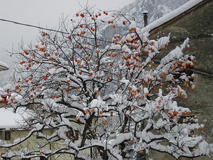 neve, albero, inverno, rami, frutti, bianco, cachi, frutta, arancio