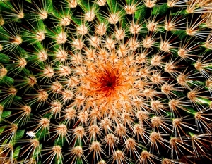 verde, spine, spirale, pianta, cactus, arancione, rosso, macro, grasse