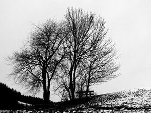 alberi, panchina, bianconero, neve, inverno, rami, spogli