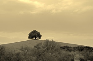 albero, nuvole, cielo, collina, alberi, seppia, paesaggio, bianconero, piante, cespugli, panorama