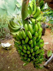 banane, verde, frutta, foglie, casco, grappolo, banano, albero, verdi, natura, palme, legno, frutti, terreno, pianta