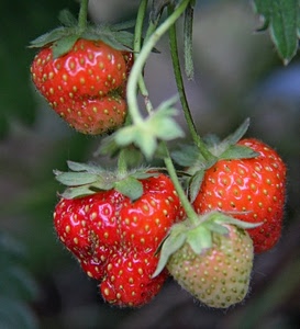 fragole, verde, rosso, frutta, rosse, foglie, frutto, quattro, semi, cibo