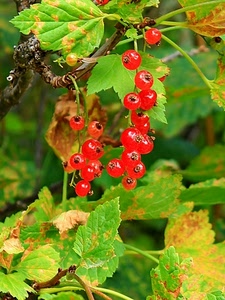 foglie, verde, rosso, ribes, rami, frutti, bacche, rosse, rossi, giallo, pianta