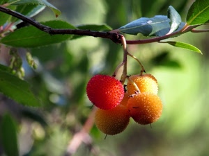 foglie, frutti, ramo, corbezzoli, rosso, quattro, verde, giallo, macro