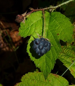foglia, verde, mora, frutto, ramo, foglie, nero, pianta