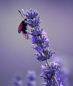 viola, insetto, fiore, ali, macro, lavanda, fiori, lilla