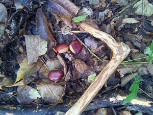castagne, foglie, bastone, bosco, tre, legno, autunno, ramo, frutti