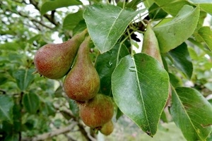 pere, foglie, verde, frutta, albero, pianta, rami, frutti