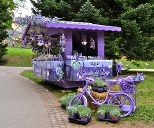 viola, lavanda, bicicletta, chiosco, piante, banchetto, bici, vasi, alberi