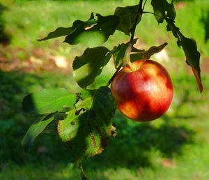 mela, foglie, verde, frutto, rosso, frutta, ombre, rossa, ramo