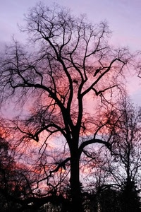 rami, tramonto, albero, cielo, alberi, rosa, spoglio, controluce