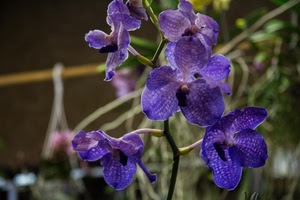 viola, petali, fiori, orchidea, fiore, verde, flora, foglie, blu, macro, rami
