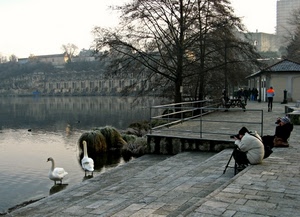 alberi, lago, acqua, cigni, fotografi, fotografo, oche, riflessi
