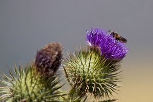 fiore, viola, insetto, ape, spine, verde, cardo, pianta