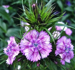 verde, viola, fiori, foglie, petali, fiore, natura, macro, piante, pianta