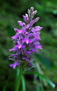 verde, viola, fiore, fiori, foglie, petali, sfocato, stelo, macro, orchidea, fucsia, boccioli, natura, rosa, pianta