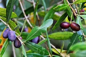 foglie, olive, gocce, verde, rami, viola, frutti, olio, acqua