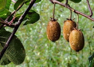 kiwi, foglie, tre, frutti, verde, albero, rami, frutta, ramo, cibo
