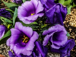 viola, foglie, fiori, pistilli, verde, petali, giallo, fiore