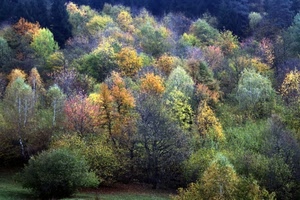 alberi, bosco, colori, autunno, piante, verde, natura