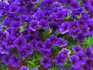 viola, fiori, verde, petali, foglie