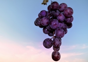 uva, grappolo, viola, acini, frutta, cielo, foglie, cibo