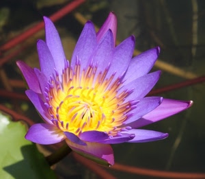 fiore, viola, giallo, petali, foglie, pistilli, corolla, verde, stami, sfocato, pianta