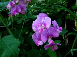 foglie, verde, petali, fiori, viola, fiore, rosa, orchidee