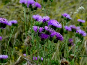viola, fiori, verde, erba, prato, petali, campo