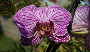 viola, orchidea, fiore, petali, foglie, verde, macro, venature, fiori