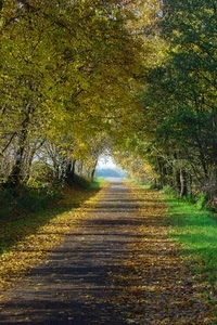 foglie, alberi, autunno, strada, sentiero, viale, bosco, erba, rami