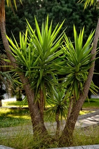 verde, erba, foglie, pianta, piante, tronco, giardino, palme, rami, aiuola, alberi