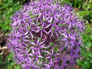 viola, fiore, verde, petali, natura, macro, sfera, fiori