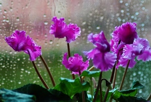 fiori, viola, gocce, foglie, pioggia, vetro, verde, ciclamini, ciclamino, rosa, pianta