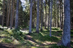 alberi, verde, bosco, tronchi, ombre, foglie, rami, ombra, erba, sentiero, pineta, pini, luce