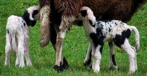 agnelli, verde, prato, due, nero, bianco, erba, pecora, animali, zampe, ovini, bere, pecore, latte, agnello, cuccioli, marrone, coda