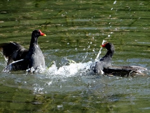 acqua, uccelli, schizzi, due, spruzzi, verde, oche, becco, anatre, animali