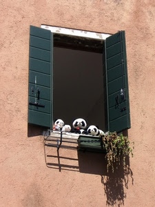 finestra, panda, persiane, pianta, pupazzi, vaso, verde, giocattoli, piante, peluche