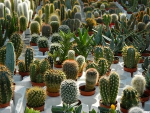 grasse, spine, piante, verde, vasi, piantine, cactus